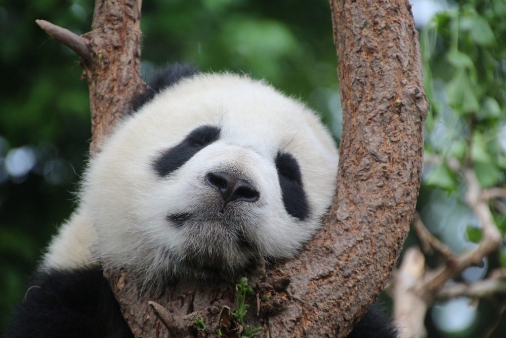 Китай панда