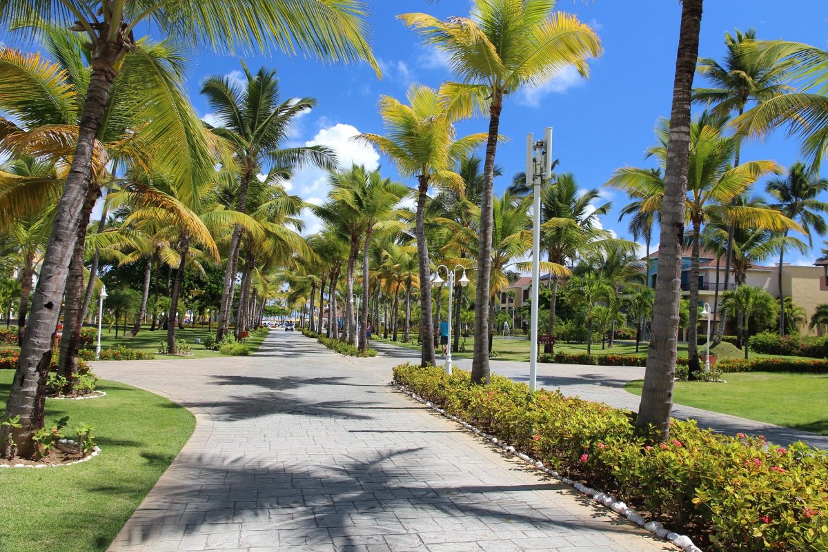 palm-trees